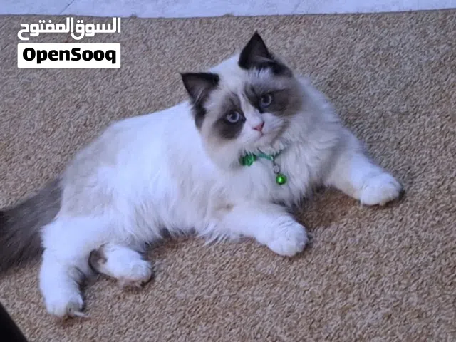 قط للبيع العمر 8اشهر