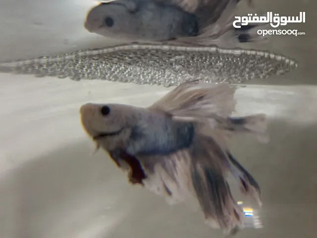 Full moon male Betta and beautiful female,breeding pair