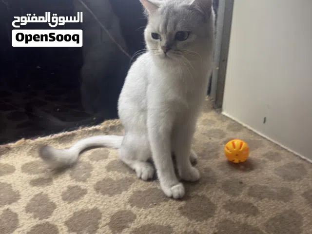 انثى سكوتش سلفر