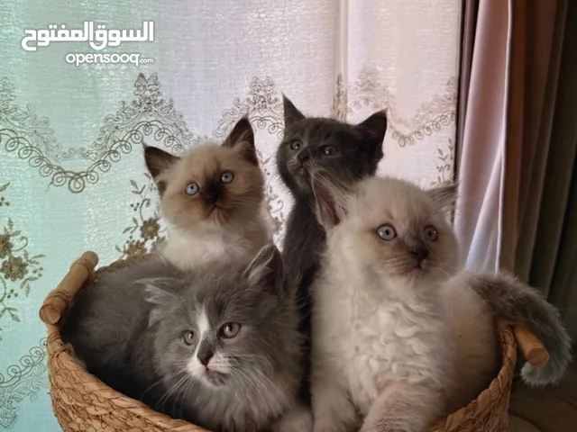 قطط مشكلة هملايا شيرازي بريتش شورت هير بيع سعر رمزي