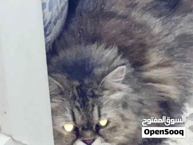 قط شيرازي ملقح ونضيف ولعوب بسعر جدا مناسب مكانه البصره السيمر قرب مكتب العزيز للموسيقى