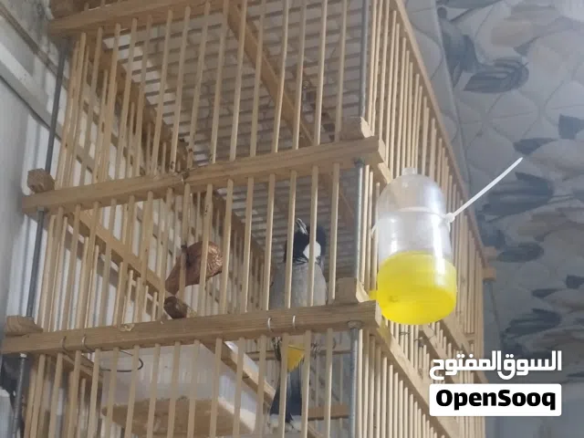 بلبل فحل بصراوي وحشي