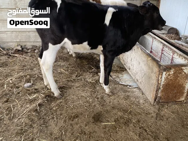 بجر. نوعيه مل جني حلوه كلش سمينه. ملقحه جهازه مل بيت