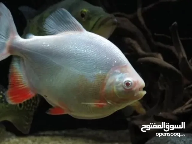 بيرانا باكو البينو