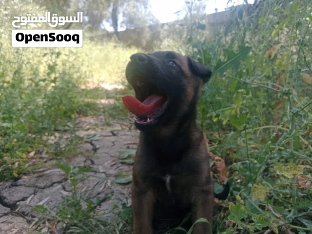 كلاب منيلوى للبيع