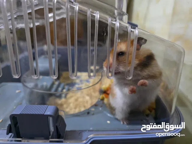 هامستر سوري 25 الف مع قغص بسعر 50 الف
