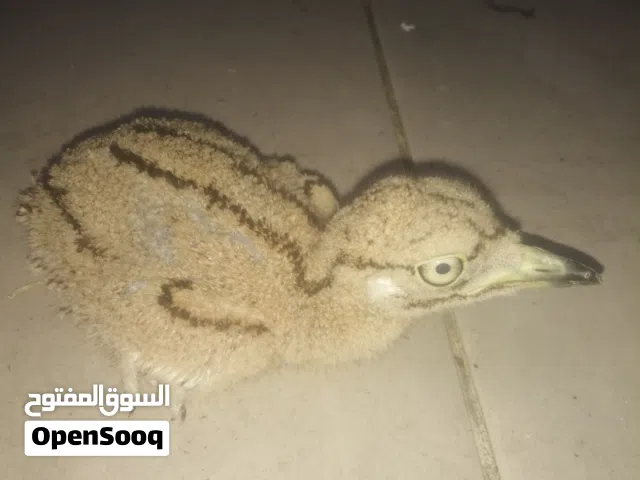 2 فرخ كروان صحراوى برى