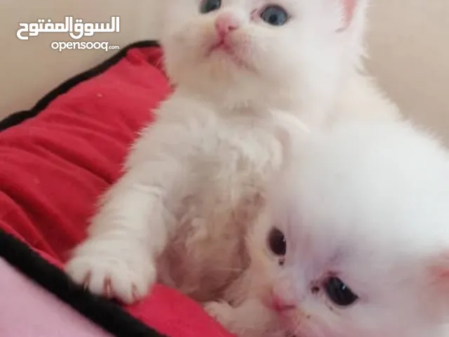 حيوانات للبيع