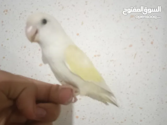 دكر روز مروض ربي يبارك