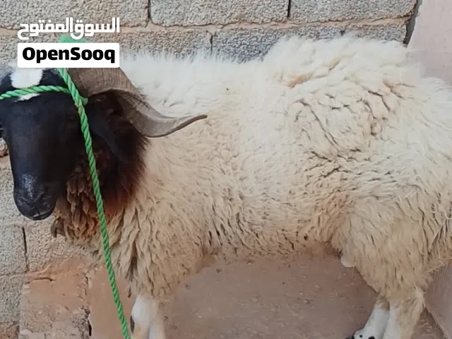 خروف الله يبارك عليه سنه ارباع متربي في المزرعه للبيع