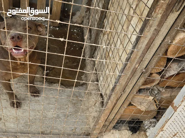 كلاب بتبول بيور ذكر وانثايتين عمر سنه