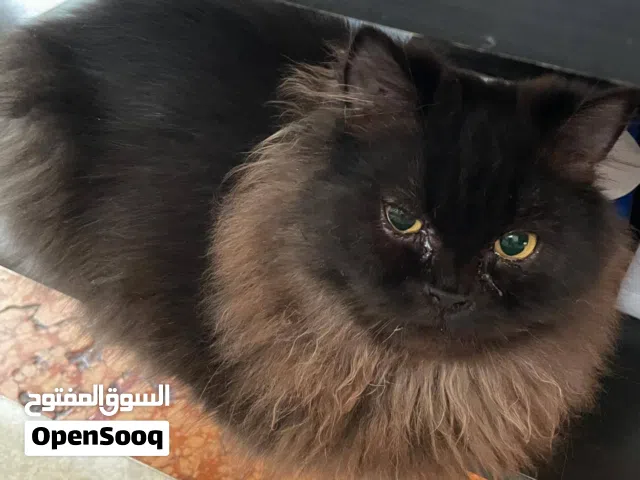 شيرازي للتبني