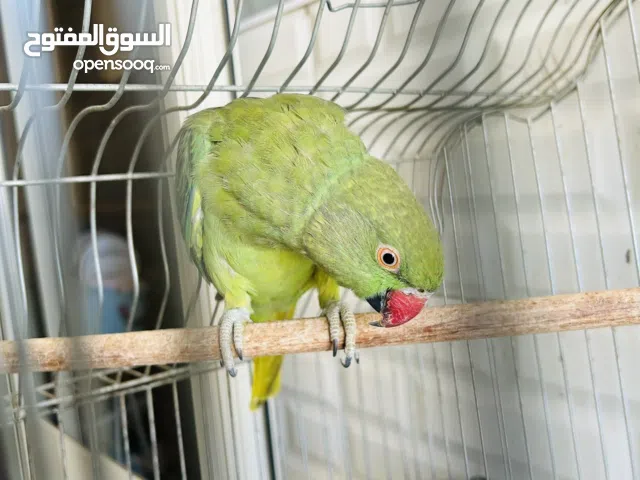 دكر دره هندي