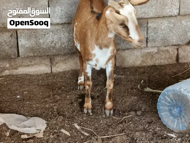 صخله قطريه راكبه عليهى شهرين ونص
