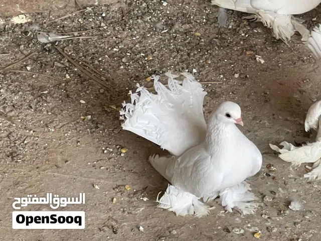 تلاته طروف روسي درجة