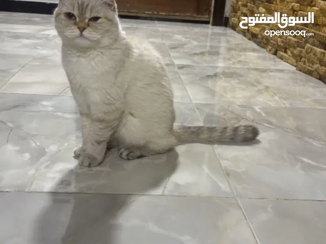 أنثى سكوتش فولد