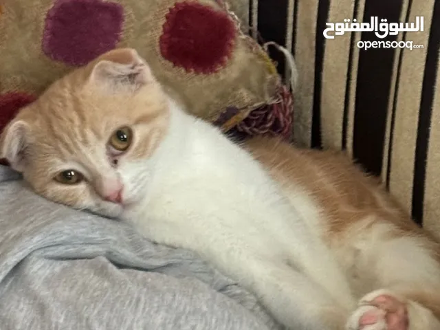 قطه سكوتش فولد للتبني ذكر عمره 9 شهور