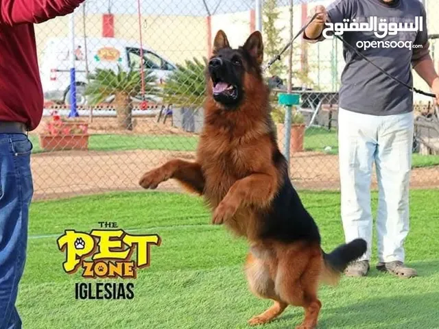 درّب كلبك الآن ...اكبر مركز لتدريب الكلاب