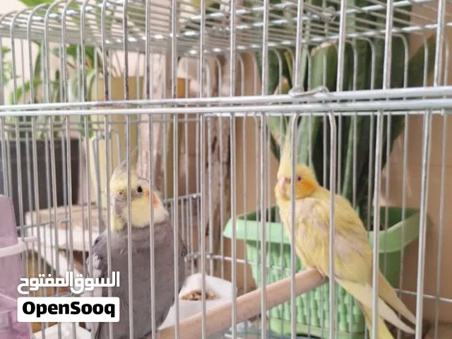 طيور كوكتيل
