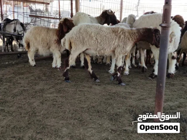 يعد نعيم للبيع جملة العدد11 راس ومعاهم فحل