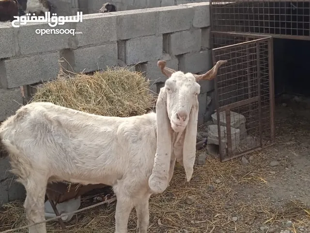 pakistani goats
