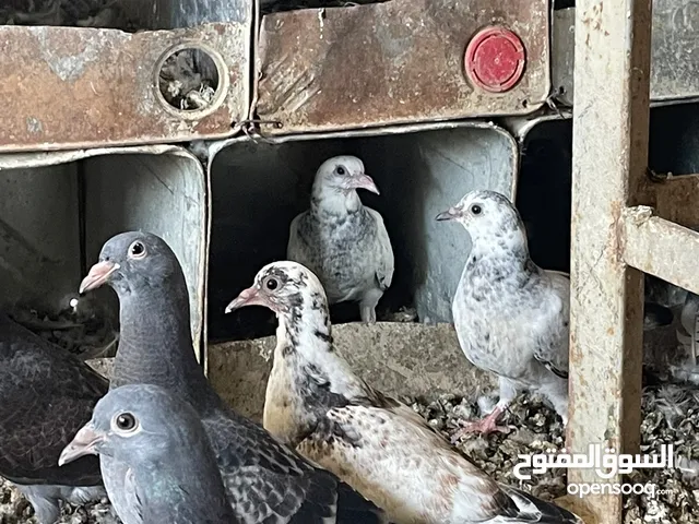 زغاليل للبيع معبيت لحم جاهزات لذبح