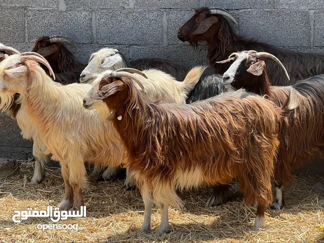 اغنام عمانيات جباليات سمان حلال طيب للتربيه وفيهن للذبح مصدرهن من قطيع واحد كلهن