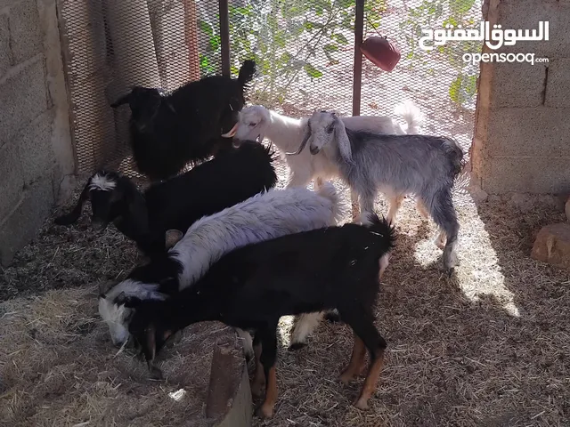 بسم الله توكلنا على الله يوجد لدينا 4 عنايق معاهم 2 جديان للبيع ب550 دينار الواحد أ