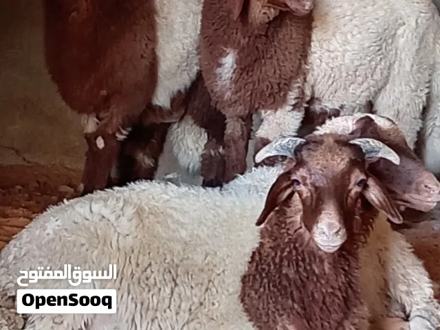 اربع خرفان للبيع