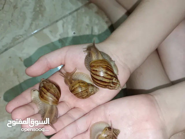 حلزون افريقي عملاق African snails