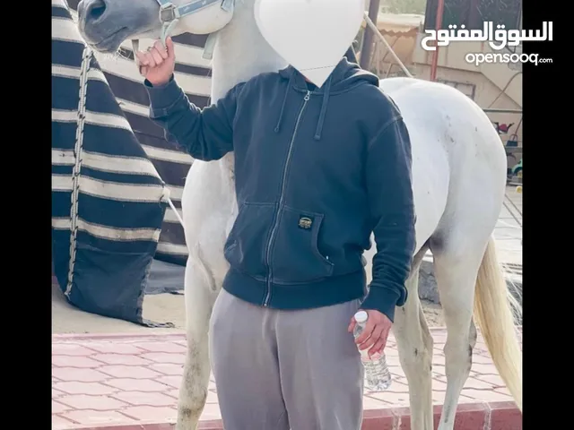 حصان مصري بيور