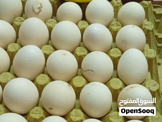 بيض بلدي مخصب ومكفول إن شاء الله