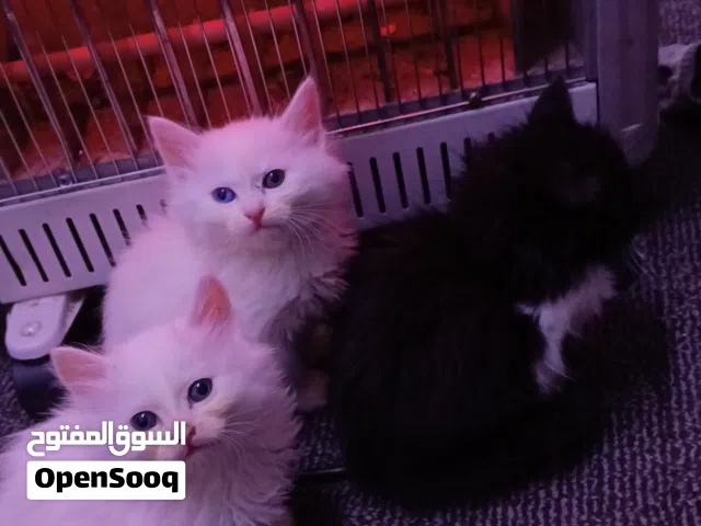 قطط للتبني ام معها 3 صغار عمر شهرين