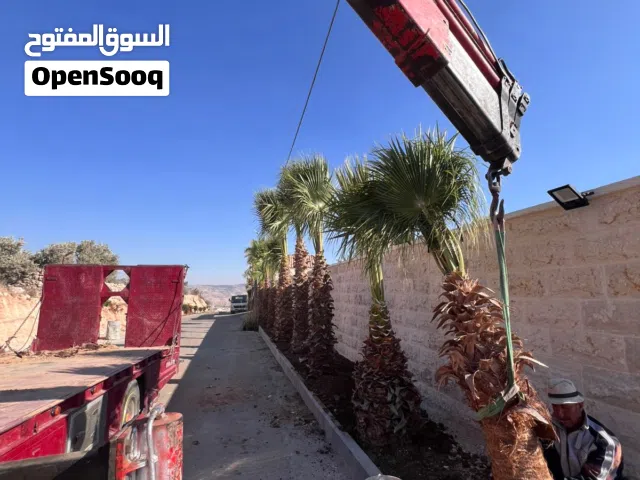 افضل انواع النخيل