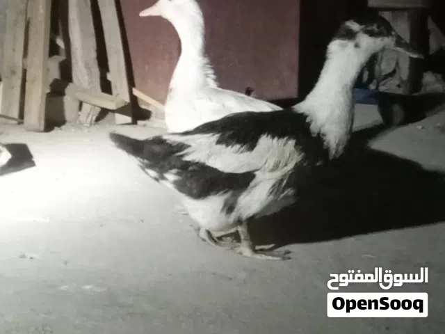 بشوش مصري وبشوش عراقيات
