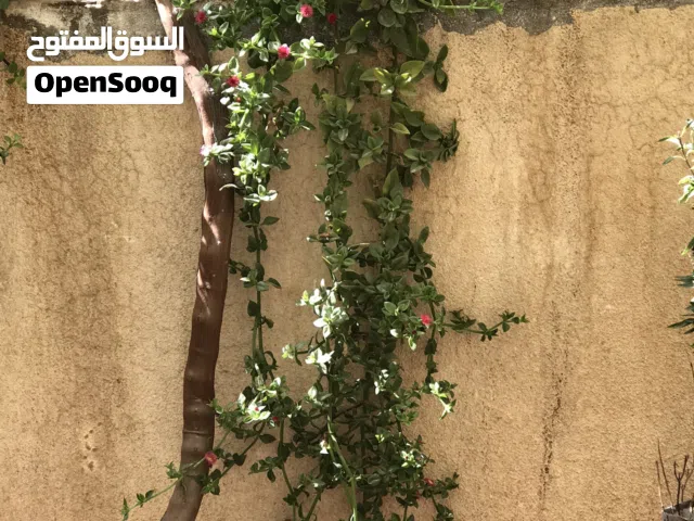 نباتات زينة /الوفيرا /صبارات/مدادات /
