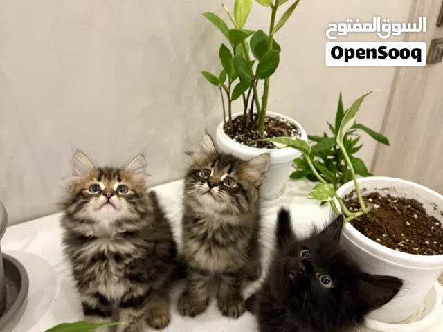 قطط شيرازيه