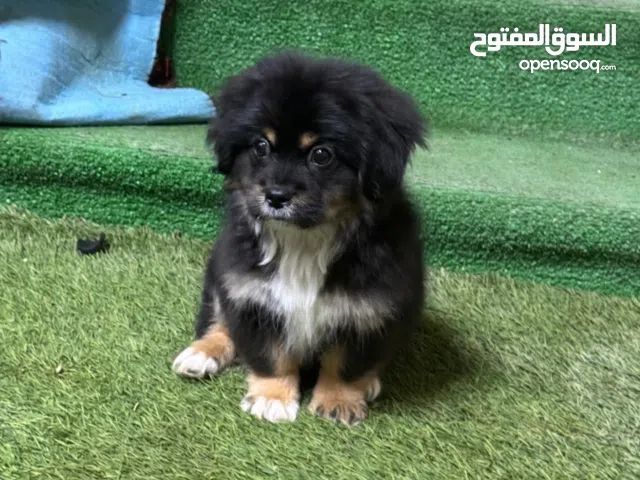 كلبة نوع بودل حجم سوبر ميني عمر شهرين