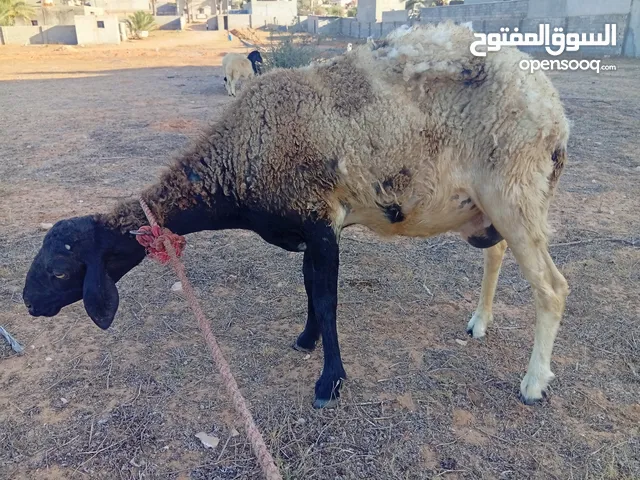 نعجه اتاوم ربي بارك سنها جمعه عشره