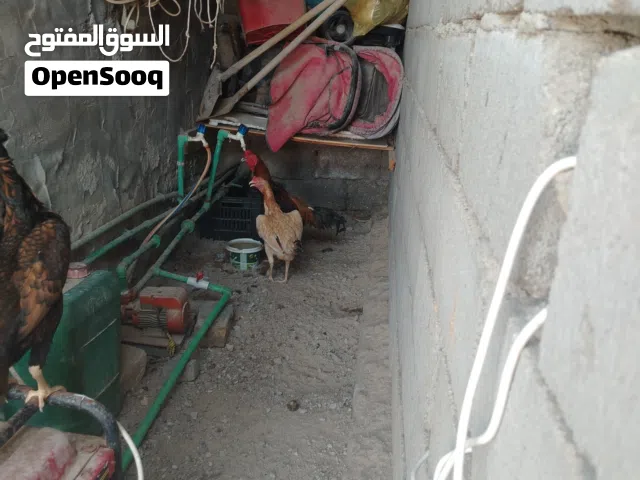 دجاج هراتي