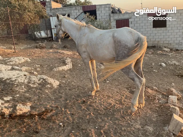 فرس ومهره للبيع