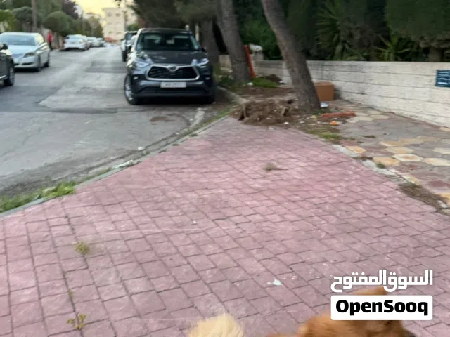 كل تشاو تشاو للبيع