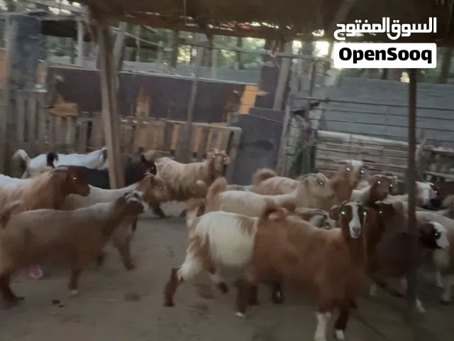 للبيع تيوسه عمانيات