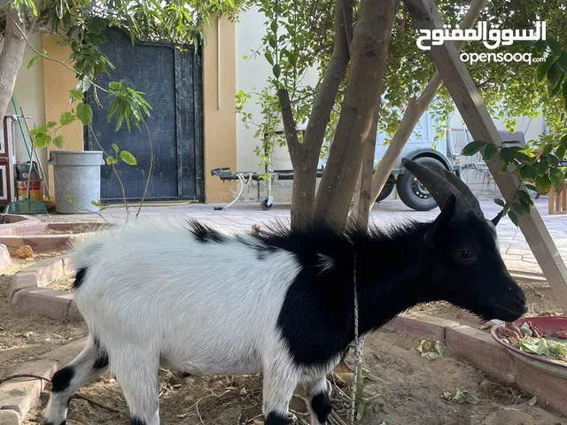 تيس البقمي القزم