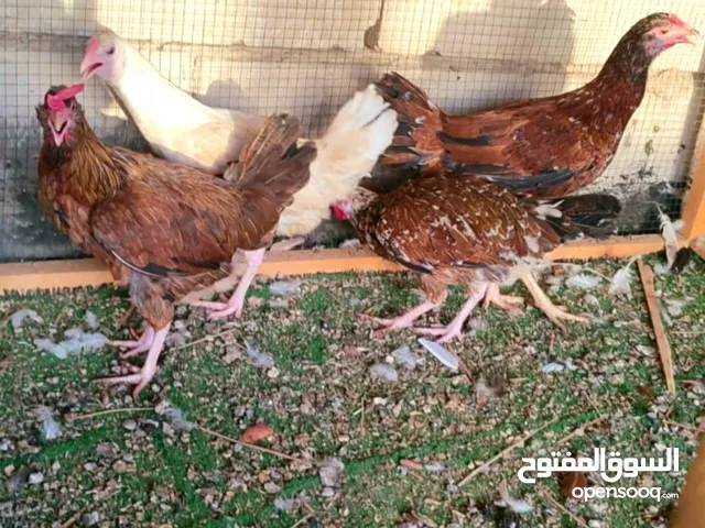 4 دجاجات عرب اصلي بياضات للبيع