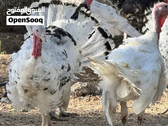ديك رومي متربيات في مزرعة