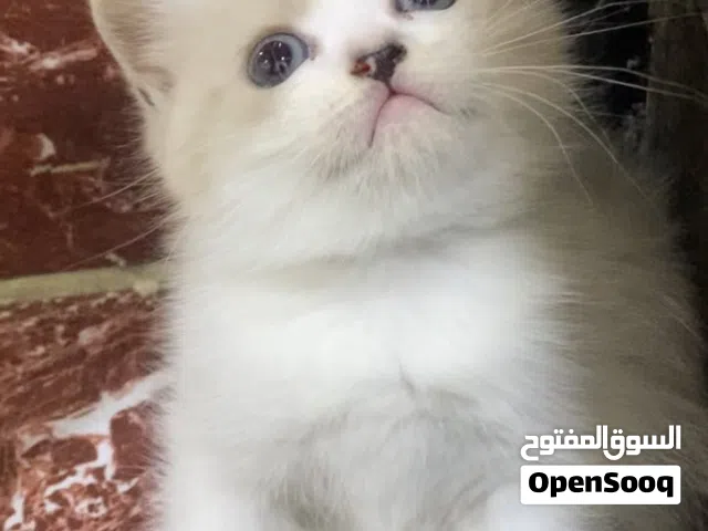 مكس سكوتش + انكورا