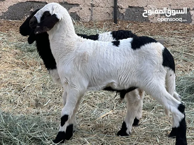 للبيع كبشان تهجين سوداني سمان حلال طيب العدد2 سعر95للراسين مع بعض