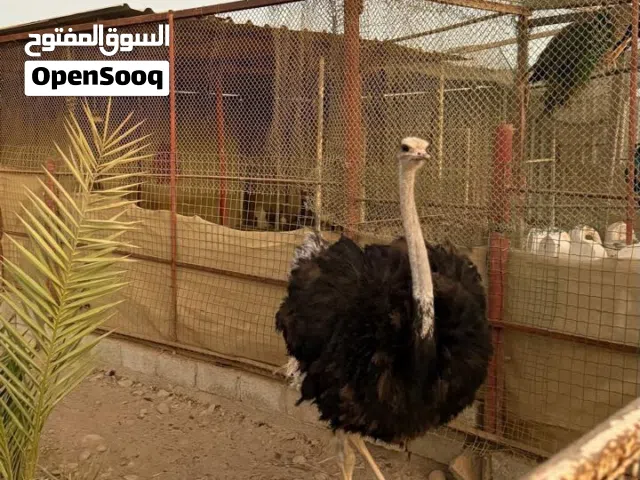 نعامة ذكر للبيع