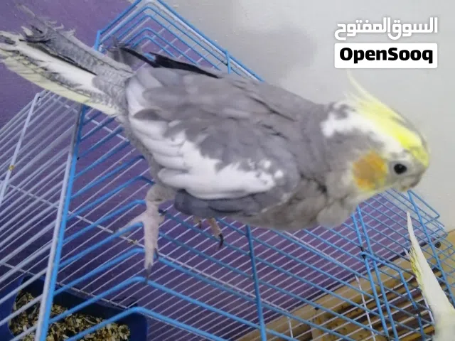 نثيه كوكتيل